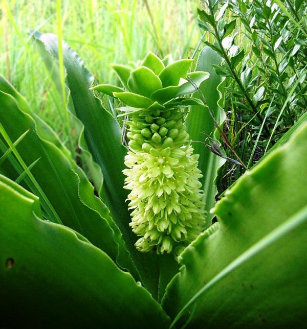 Eucomis autumnalis; Photographed by Jack Latti